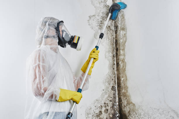 Best Certified Mold Removal  in Gamewell, NC