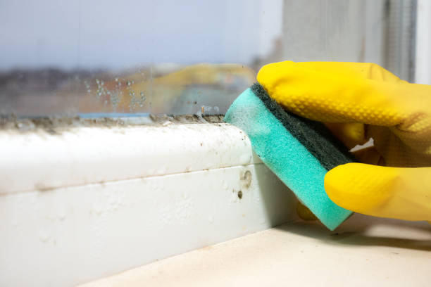 Best Fast Mold Removal  in Gamewell, NC