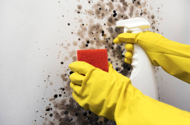 Best Home Mold Removal  in Gamewell, NC