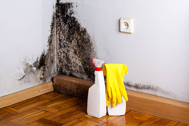 Best Mold Damage Repair  in Gamewell, NC