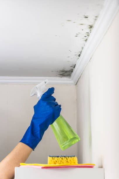 Certified Mold Removal in Gamewell, NC