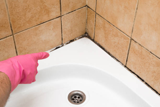 Reliable Gamewell, NC Mold Removal Solutions